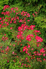 nice roses in the garden