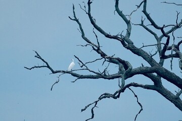 Egret on tree