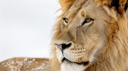 Fototapeta premium Majestic lion gazing into the distance with intense golden eyes.