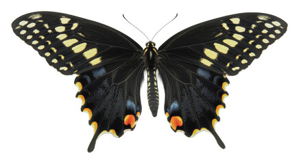 Naklejka premium Black butterfly with yellow and red, cut out - stock png.