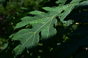 Green papaya leaf with natural light and shadow