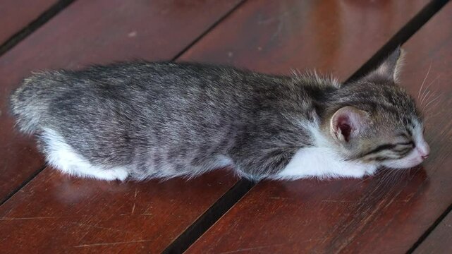 Little sleepy kitten splooting on the ground, taking an afternoon nap after playtime, close up shot of a little fur ball.