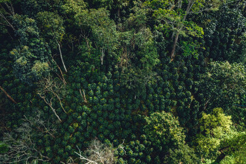 aerial view coffee garden Picture of coffee garden on the mountain and under natural trees