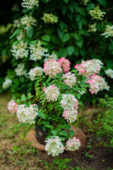 hydrangea plants in the garden