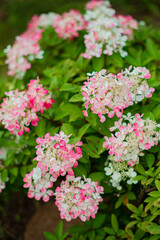 hydrangea plants in the garden