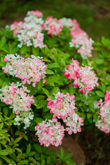 Obraz premium hydrangea plants in the garden