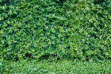 Lush green foliage plant covered on the wall