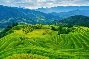 Lush green rice field terraces with barn on highland in countryside at Vietnam