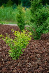 Ginkgo biloba tree in the park