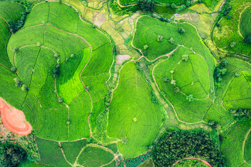 Long Coc tea hill in agricultural field on highland in countryside