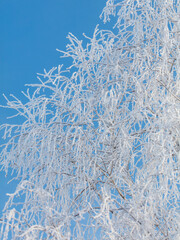 A tree with a lot of snow on it is in front of a blue sky