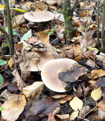 A couple of mushrooms are sitting on top of some leaves