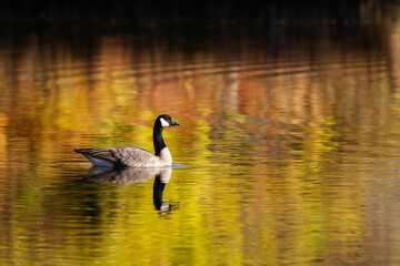 A duck is swimming in a lake with a reflection of the trees in the water