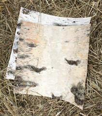 A piece of birch bark is laying on the ground