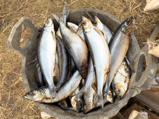 Fototapeta premium A large number of fish are in a bucket