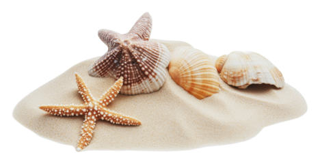 Various seashells and a starfish on sandy beach, cut out - stock png.