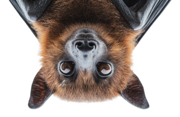 Bat hanging upside down with sharp focus, cut out - stock png.