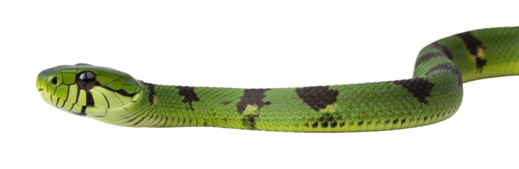 Close up of brown spotted green pitviper or pit viper, moving side ways. High detail. Isolated cutout on transparent background.