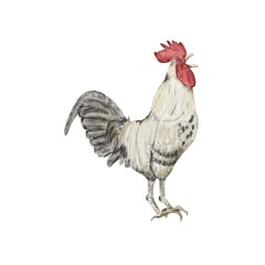 Cute realistic watercolor chicken element, rooster, chicken, kitchen print, kids print, Easter, Birds illustration. watercolor illustration, watercolor rooster, watercolor chicken
