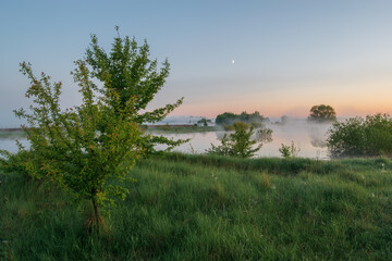 morning in the forest