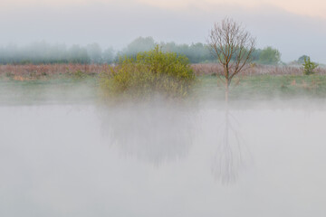morning in the forest