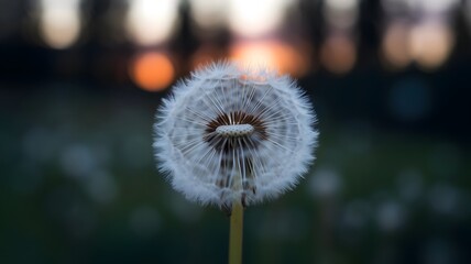 Fototapeta premium A dandelion in the middle of a field of grass with the sun setting behind it