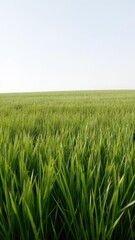 Fototapeta premium Smooth, lush green grass field backdrop for natural concepts, texture