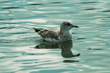 gull in the water