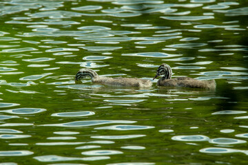 little great crested grebe swimming, nestling, chick