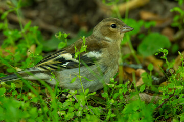 chaffinch on a grass