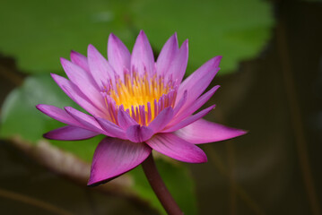A close-up of a purple-pink lotus flower and yellow pollen in full bloom. The lotus flower is blooming in the soft morning sunlight on a dark background.
