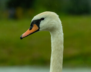 close up of a white swan