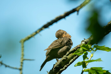 Thrush on a branch