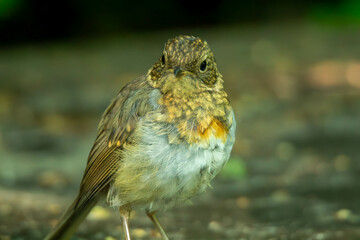 robin on the branch