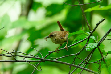 wren on a branch