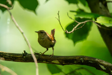 wren on a branch