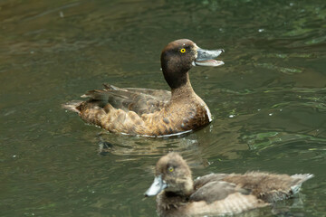 duck on the water