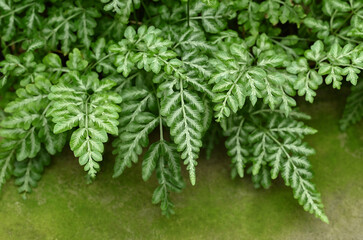 Pteris ensiformis, is a decorative fern species featuring delicate, feathery fronds with striking silvery-white variegation along the central veins.