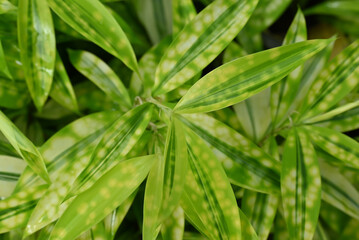 Dracaena surculosa is an ornamental foliage plant featuring glossy green leaves speckled with golden or yellow spots. Its elegant, compact habit variegation.