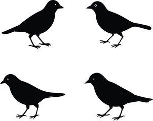 vector silhouette a cow bird 