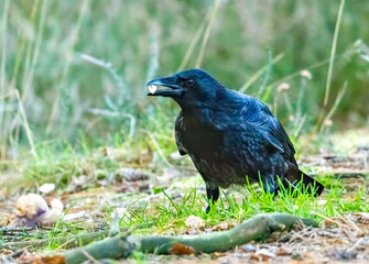 Large carrion crow on the forest floor looking for food