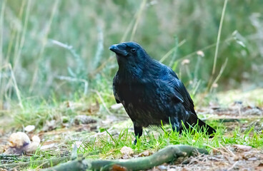 Large carrion crow on the forest floor looking for food
