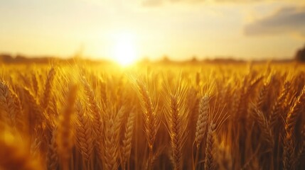 Obraz premium A golden wheat field at sunset, capturing the beauty of nature's harvest.