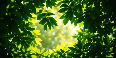 A lush canopy of vibrant green leaves creates a natural frame, allowing glimpses of soft sunlight filtering through the foliage.