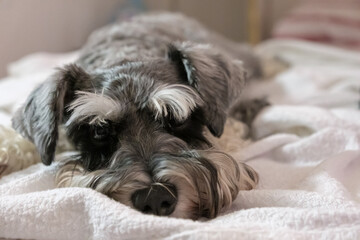 The dog is lying on the bed