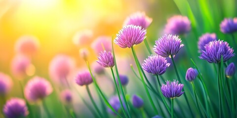 Fototapeta premium Vibrant landscape featuring blooming chives flowers, showcasing the beauty of purple chives in full bloom. This close up captures the essence of chives amidst a lush green backdrop on a sunny summer