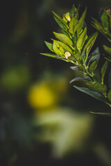 Photo Of The Leaves Of Lemon Tree