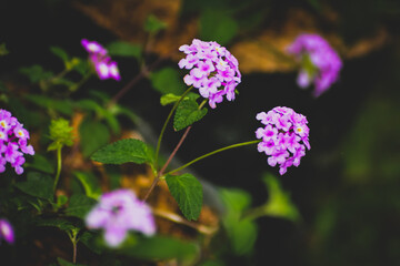 Obraz premium Close Up Photo Of Pink Flowers