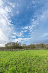 A field of grass with a clear blue sky above
