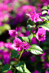 Magenta bougainvillea in bloom. A genus of thorny ornamental vines, bushes, and trees belonging to the four o' clock family, Nyctaginaceae. 











